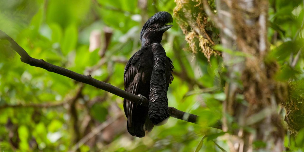 These birds have fleshy ornaments as long as their bodies