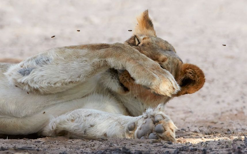 Swarm of bees attacks snoozing lions in Kalahari Desert, in pictures |  Lions, Bee, Snoozing