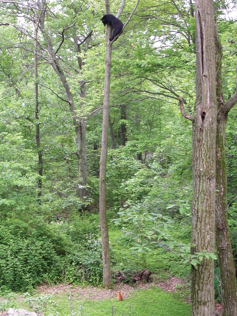 Jack, a 15-pound orange-and-white cat,  cat sits under a treed black bear in a backyard in West Milford, N.J., Sunday, June 4, 2006. When the bear cl...