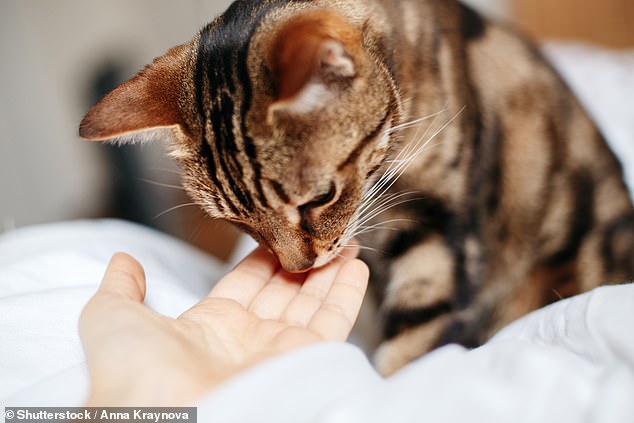 The researchers conclude that cats display a preference for visual and bimodal cues expressed by strangers. They say this is evidence that cats have developed specific ways of communicating with humans through their domestication, which have proved effective and beneficial to the species (stock image)