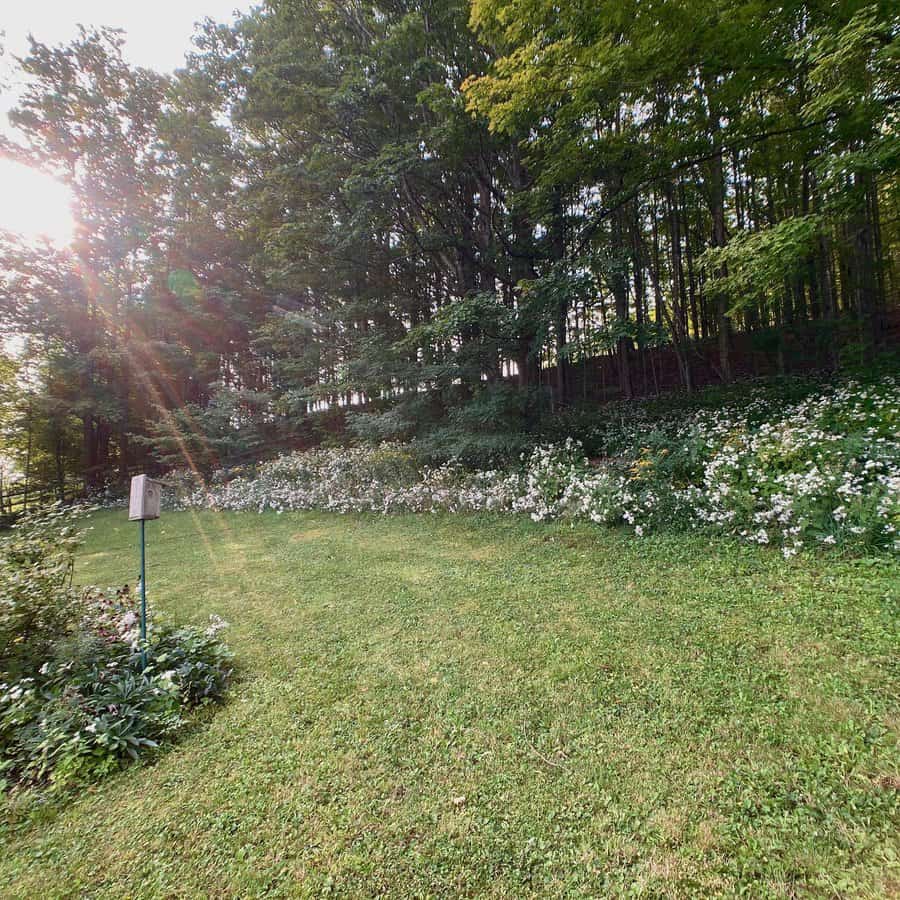 wildflowers landscaping