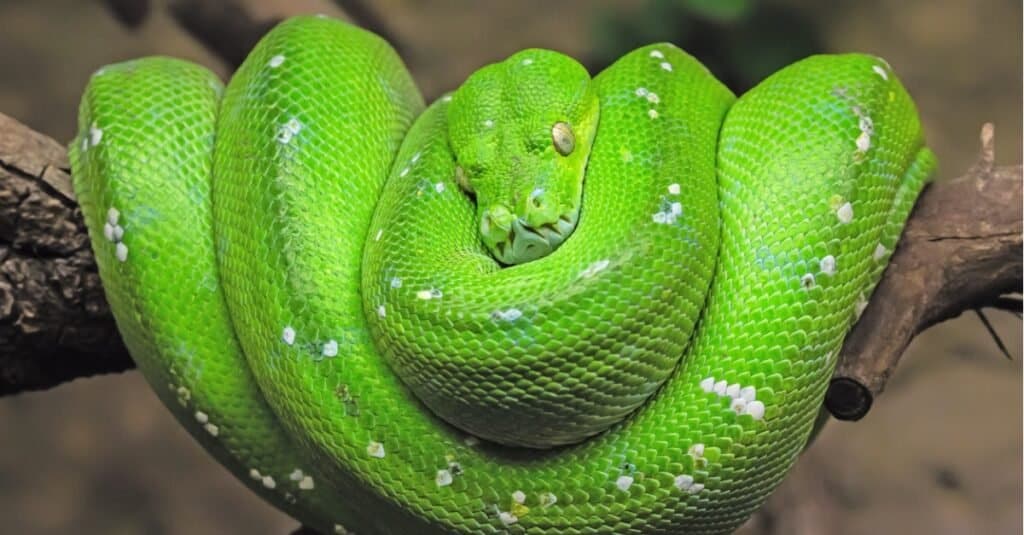 Discover 18 Snakes with Dots - AZ Animals