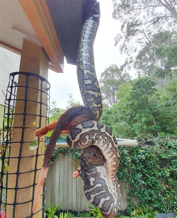 Horrified by the sight of a giant python hanging from the roof, chopping off the mink - Vietnam Business Journal