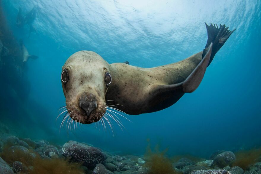 I Traveled To Moneron Island, A Place That Has Its Own Special Climate, Immense Variety Of Wildlife And Impassable Landscapes (10 Pics)