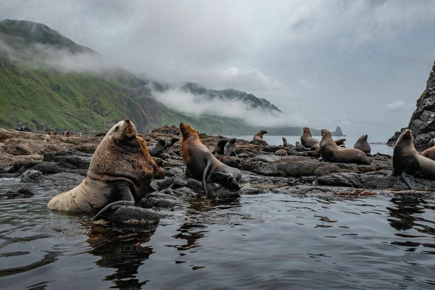 I Traveled To Moneron Island, A Place That Has Its Own Special Climate, Immense Variety Of Wildlife And Impassable Landscapes (10 Pics)