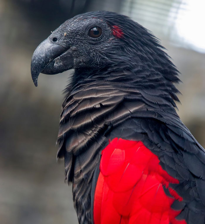 Apparently, Dracula Parrots Are A Thing And They Might Be The Most Gothic Birds On Earth