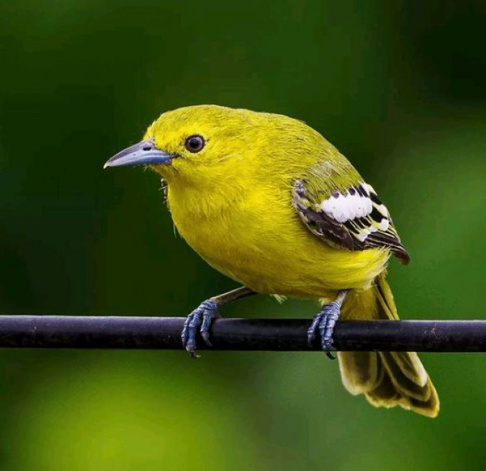 Common Ioras have exceptionally powerful legs, thus they can readily perch for hours on tree branches