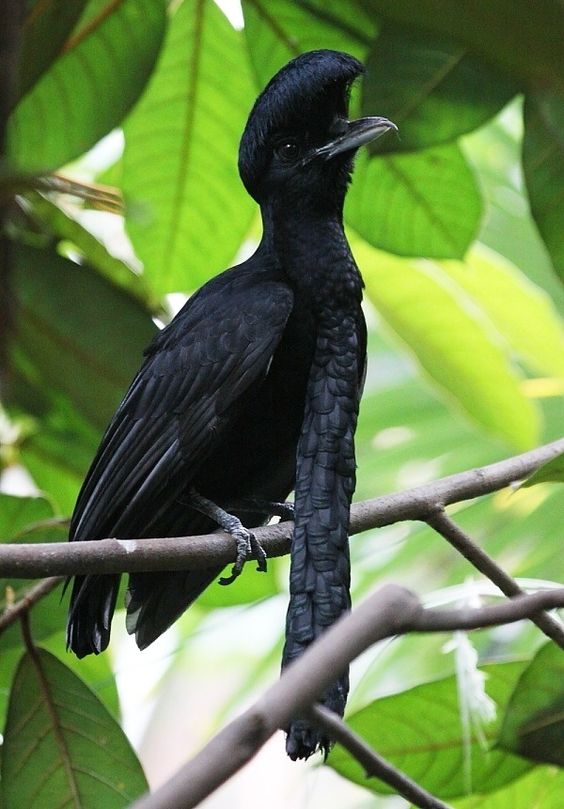 The Umbrellabird – LPM WordPress