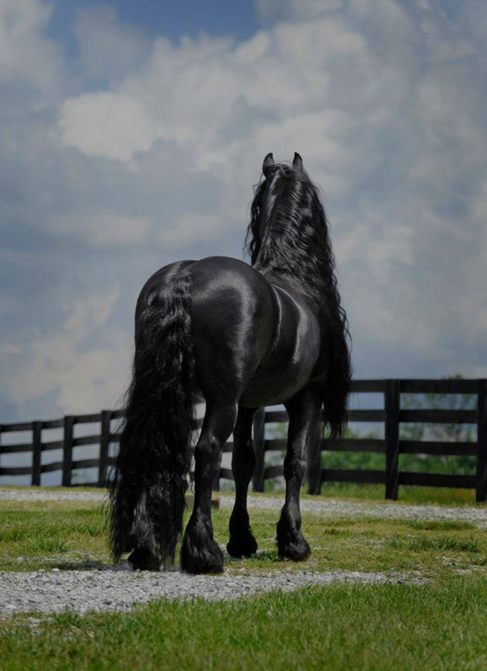 Frederik-The-Great-Friesian-Horse-Stallion