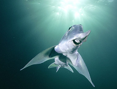 Callorhinchus milii, elephant shark, ghost shark (9)