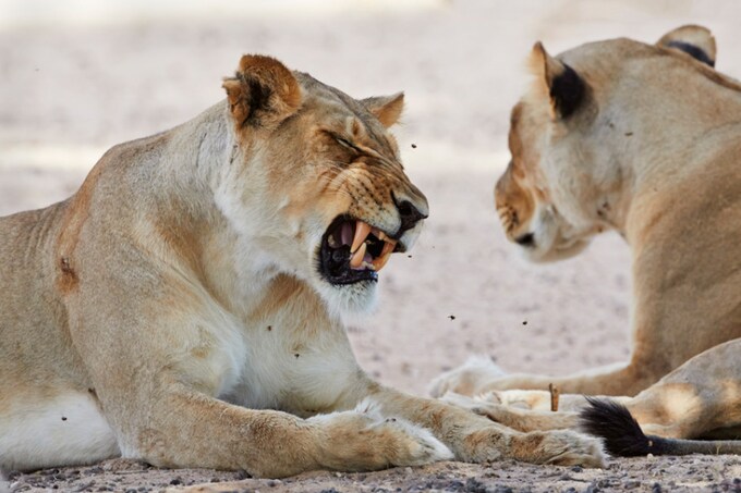 Swarm of bees attacks snoozing lions in Kalahari Desert, in pictures