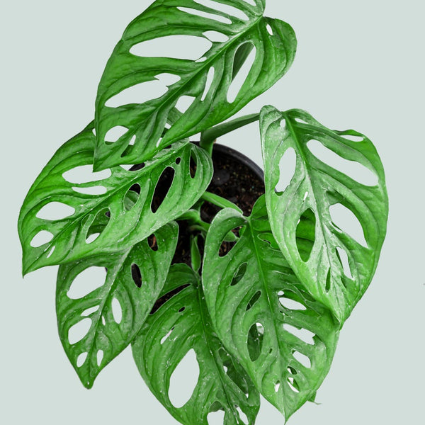 Monstera adansonii - Monkey Mask (Round Form) - 1L / 14cm / Small –  PlantHouse