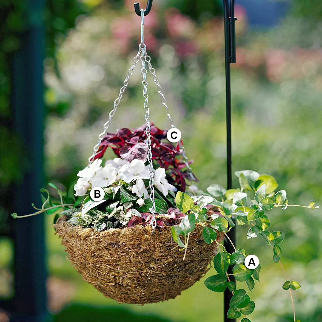 vinca coleus and coleus hanging from shepherds hook