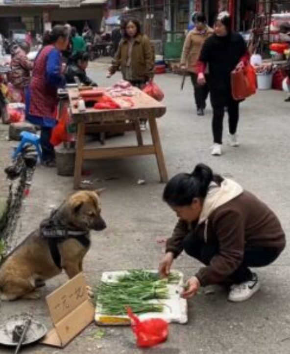 Aww Meet The Dog Selling Vegetables To Help The Owner Make Millions Of ...