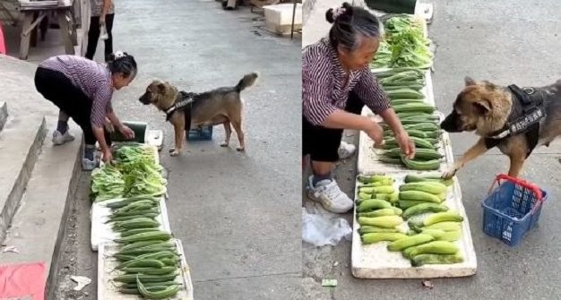 Aww Meet The Dog Selling Vegetables To Help The Owner Make Millions Of ...