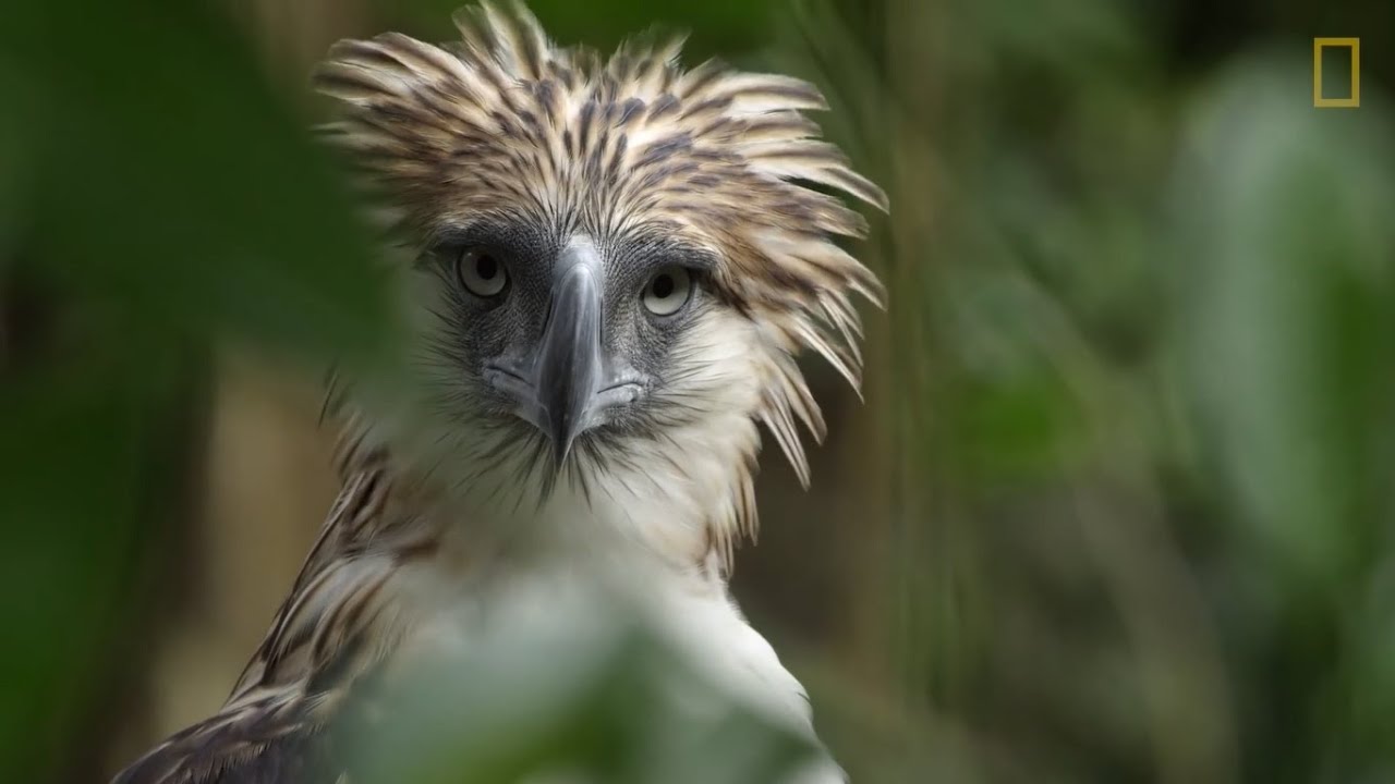 Watch an Endangered Philippine Eagle Chick Grow Up in Rare Video | Nat ...